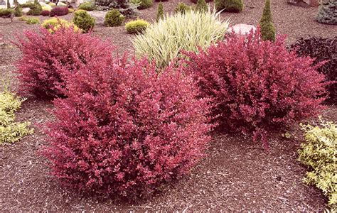 best time to prune barberry.